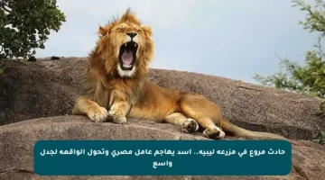 حادث مروع في مزرعة ليبية.. أسد يهاجم عامل مصري وتحول الواقعة لجدل واسع